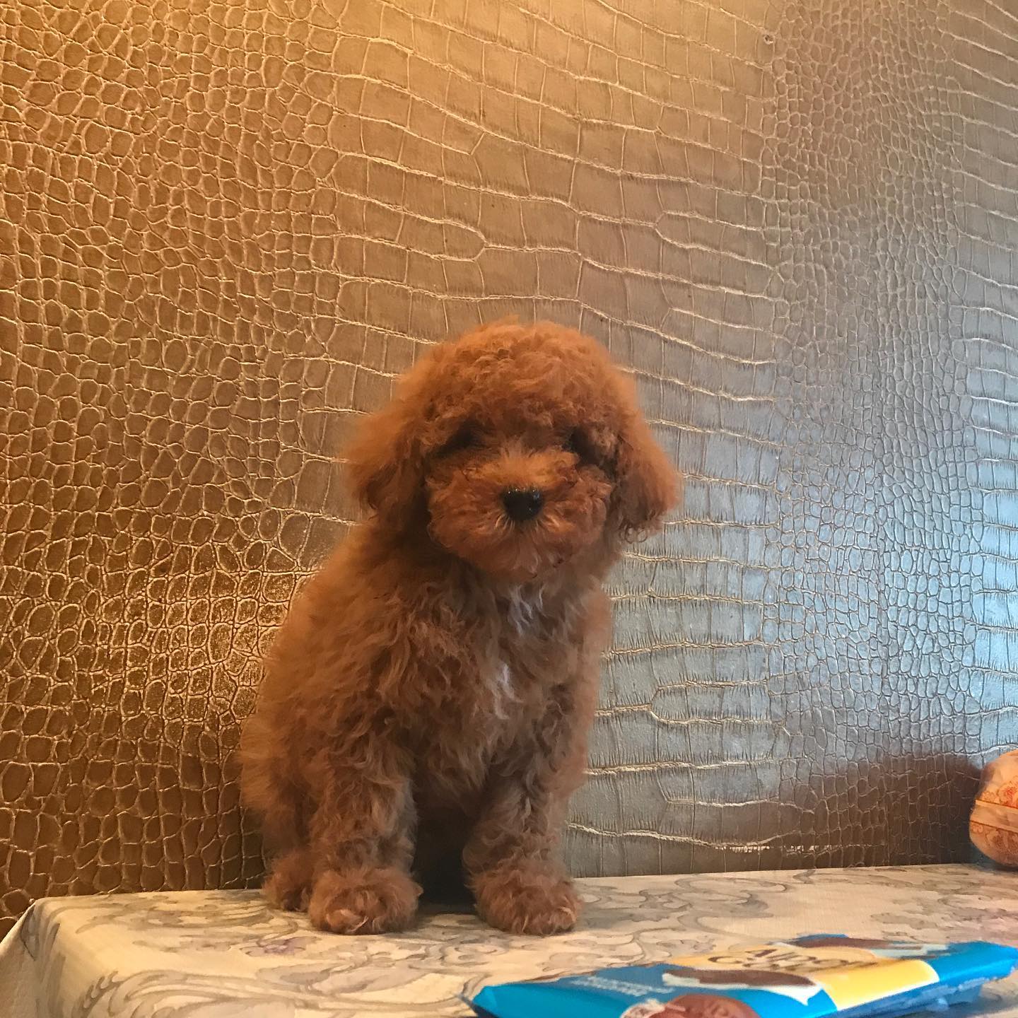 Adorable Red, White & Parti Teacup Maltipoo puppies for sale