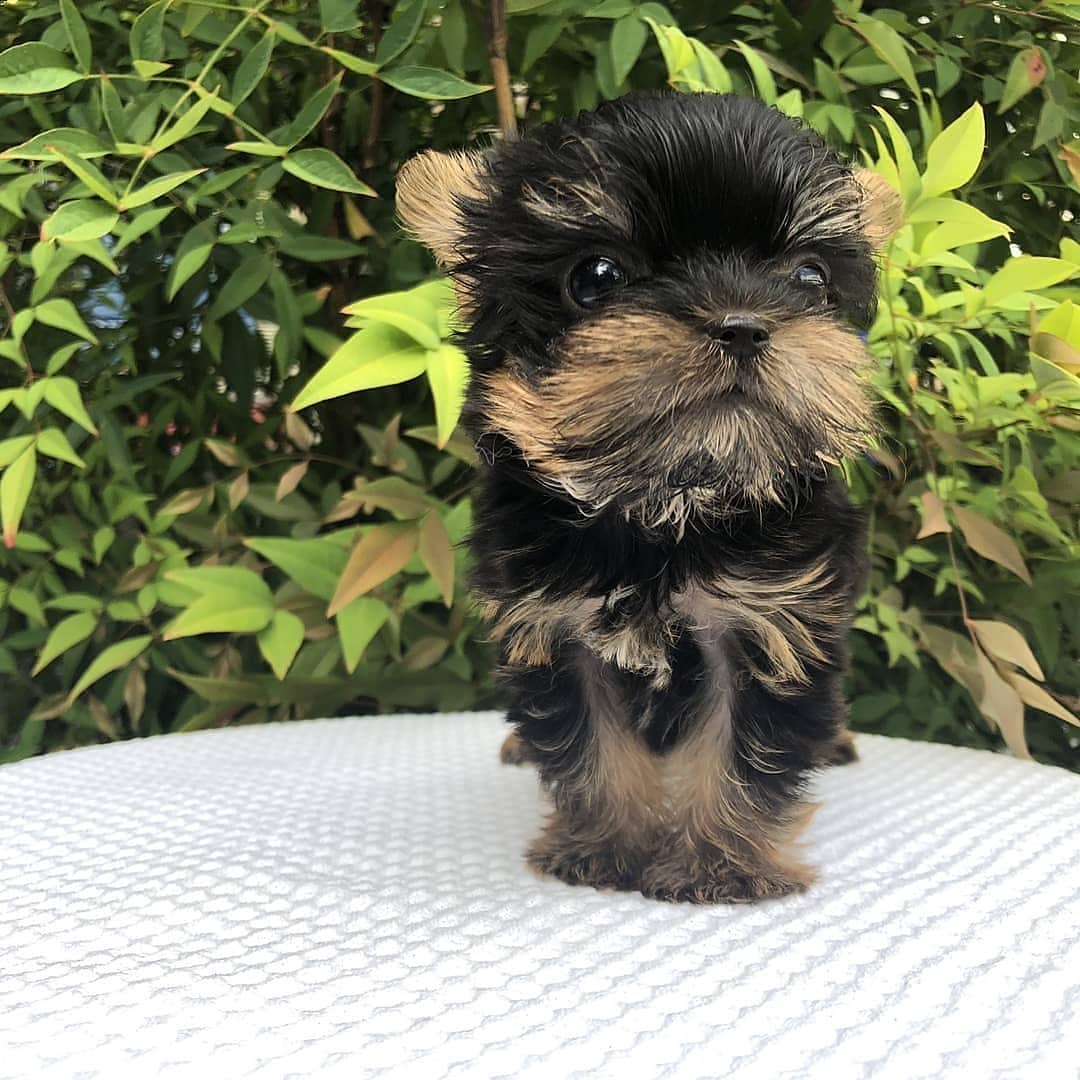 Yorkies Puppy for sale
