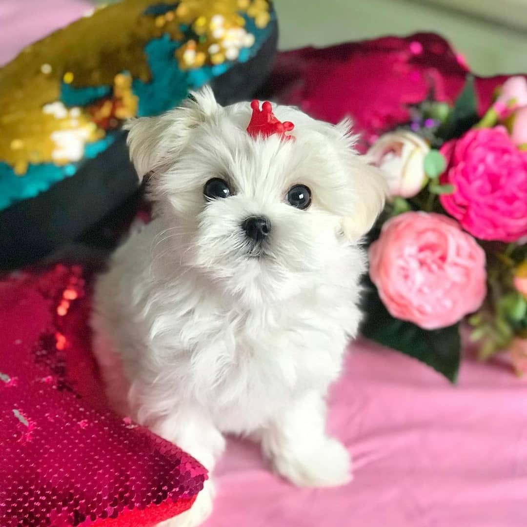 maltese puppies to adopt