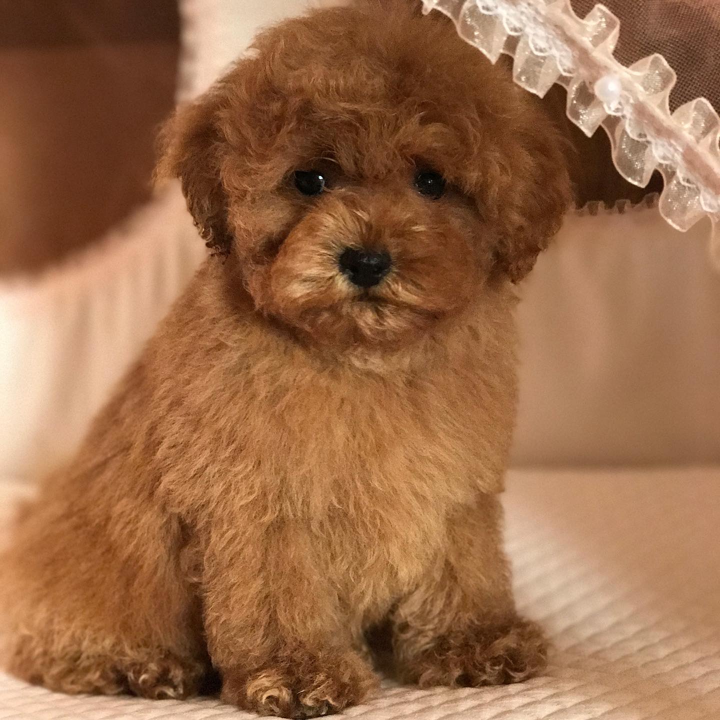 teacup Maltipoo puppies for sale