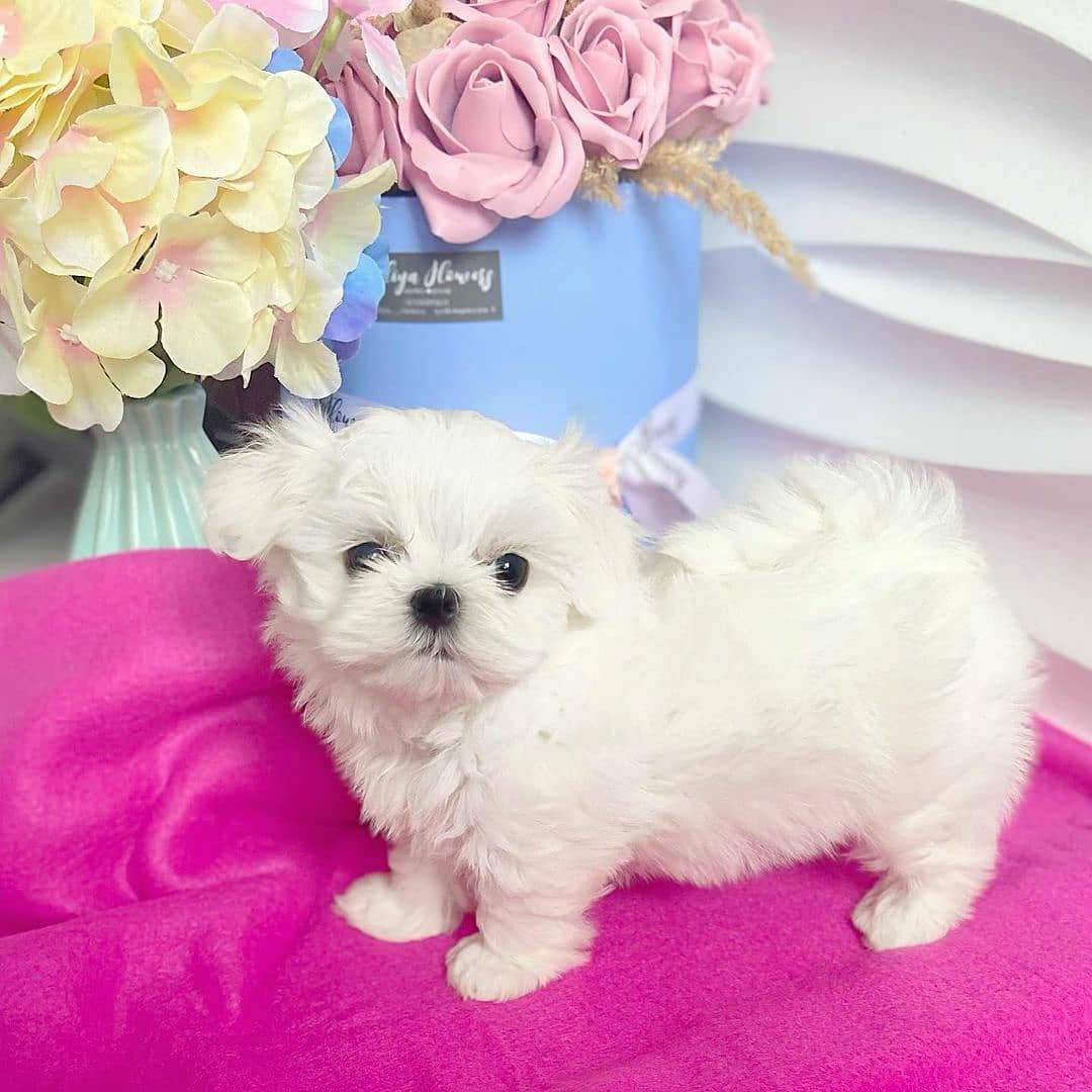 teacup maltese puppies for sale