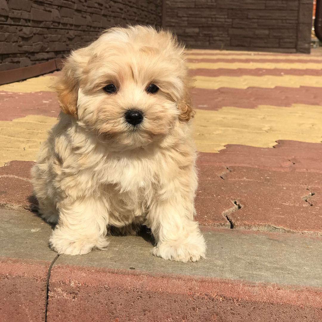 toy poodle for sale near me