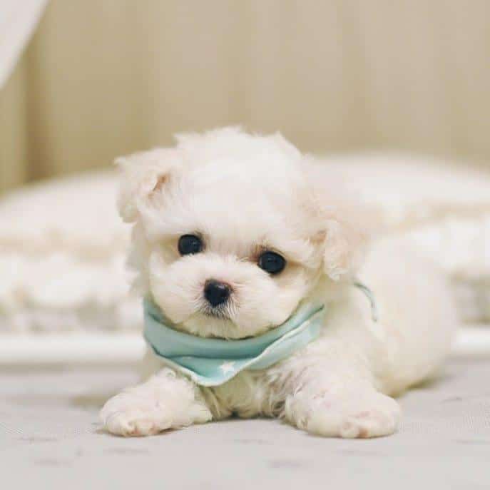 maltese puppys for sale