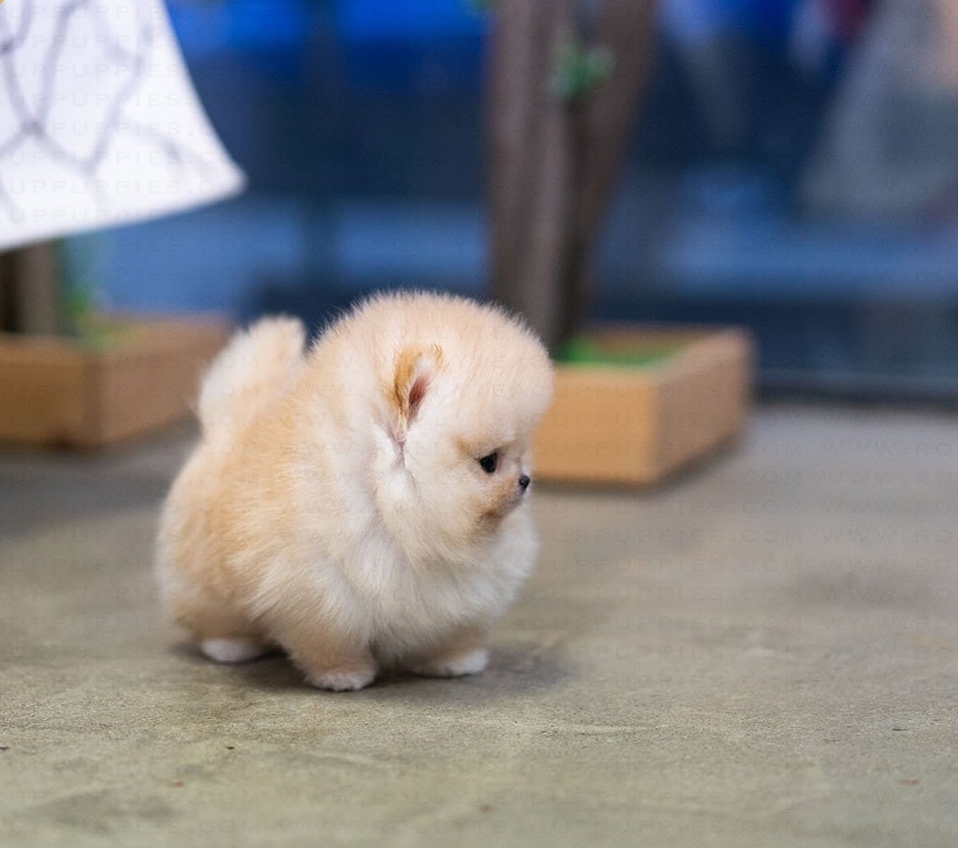 Pomeranian for sale near me