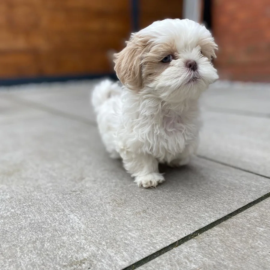 shih tzu puppies for sale near me