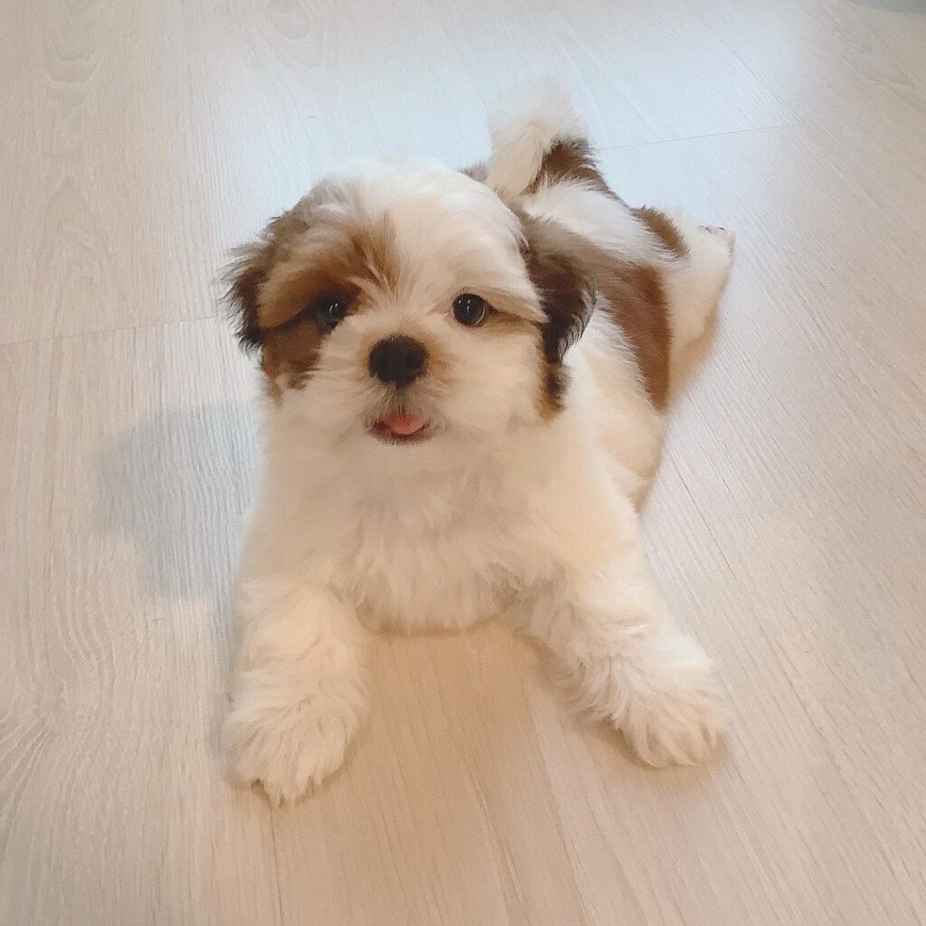 shih tzus for sale