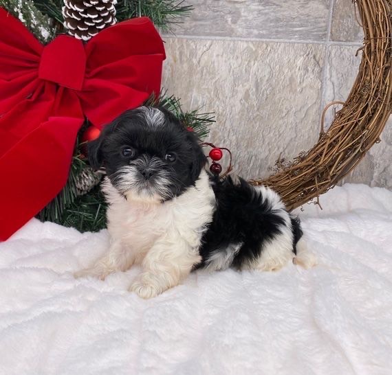 Teacup shih Tzu puppies for sale. 100% pure breed shiatzu...